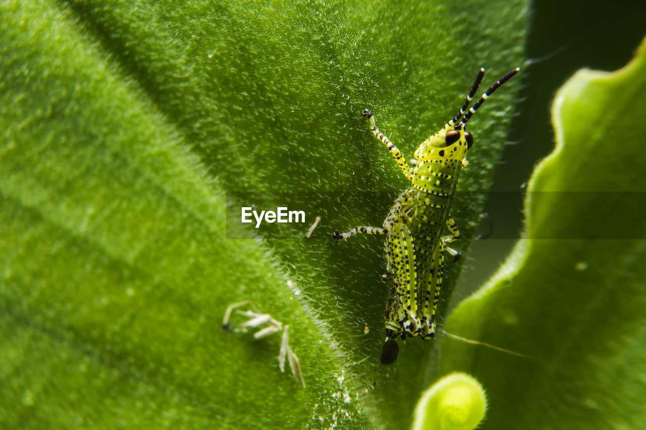 Close-up of insect on plant