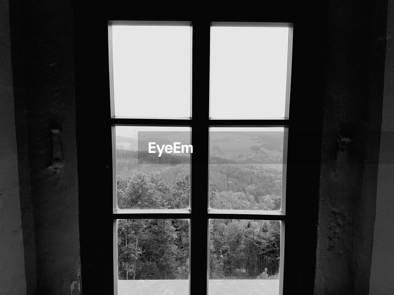 Trees seen through window