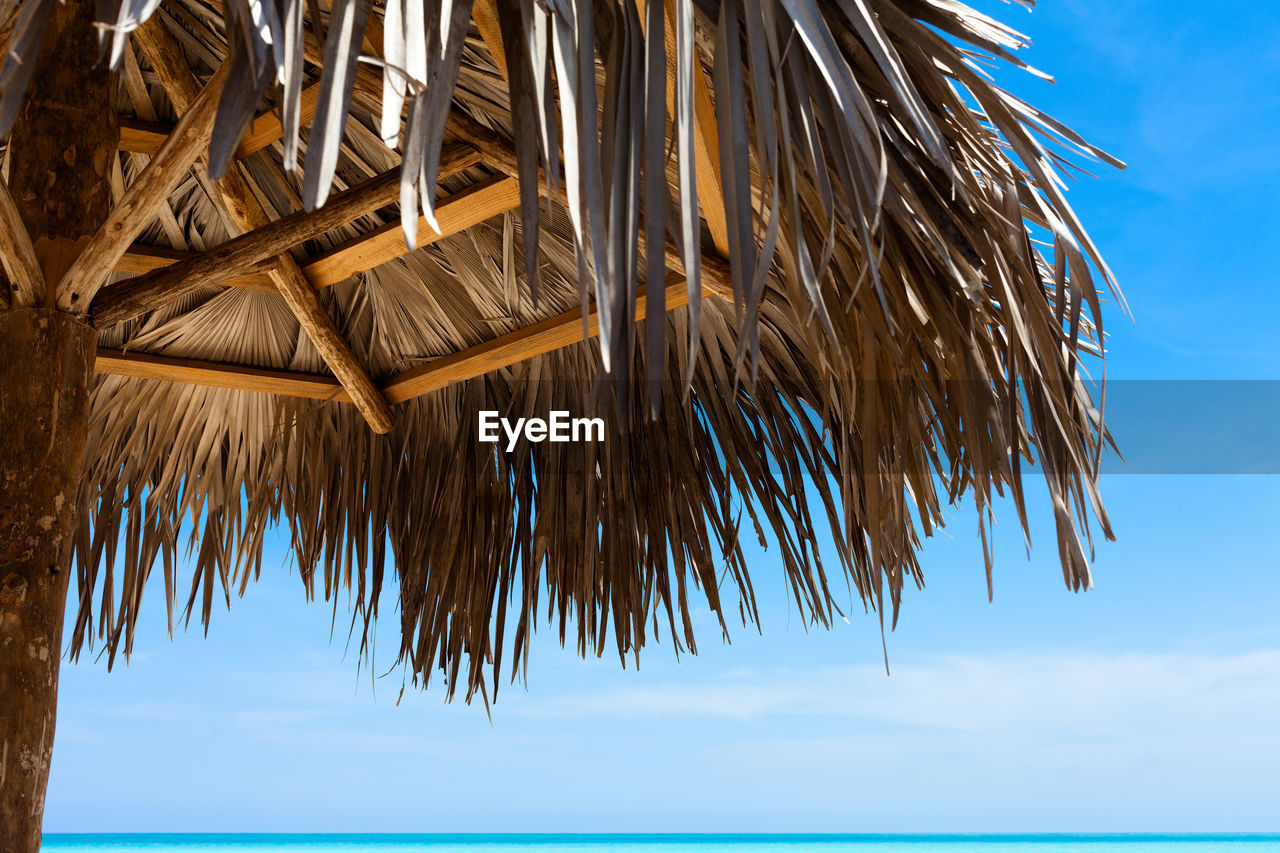 LOW ANGLE VIEW OF PALM TREE AGAINST SKY