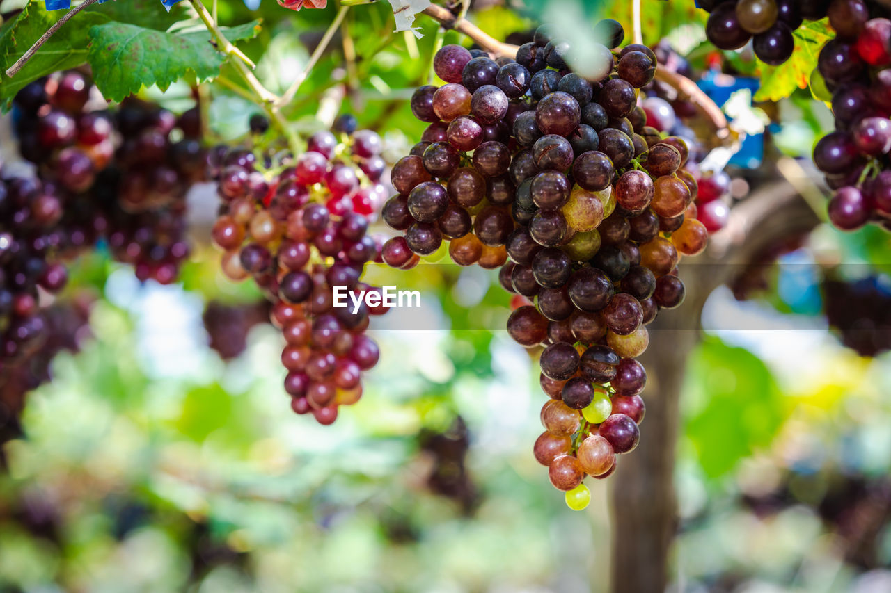 Grapes on the agriculture farm 