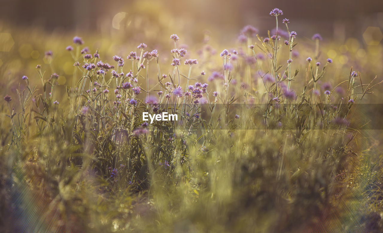 CLOSE-UP OF PURPLE FLOWERING PLANT IN FIELD