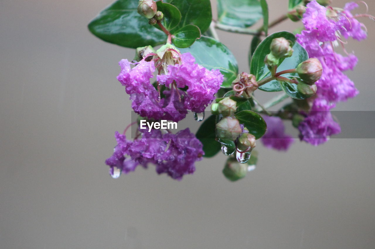 Close-up of purple flowering plant