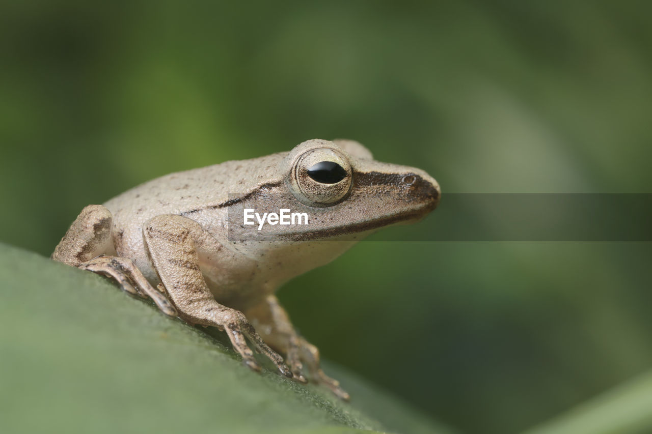 Close-up of frog on plant