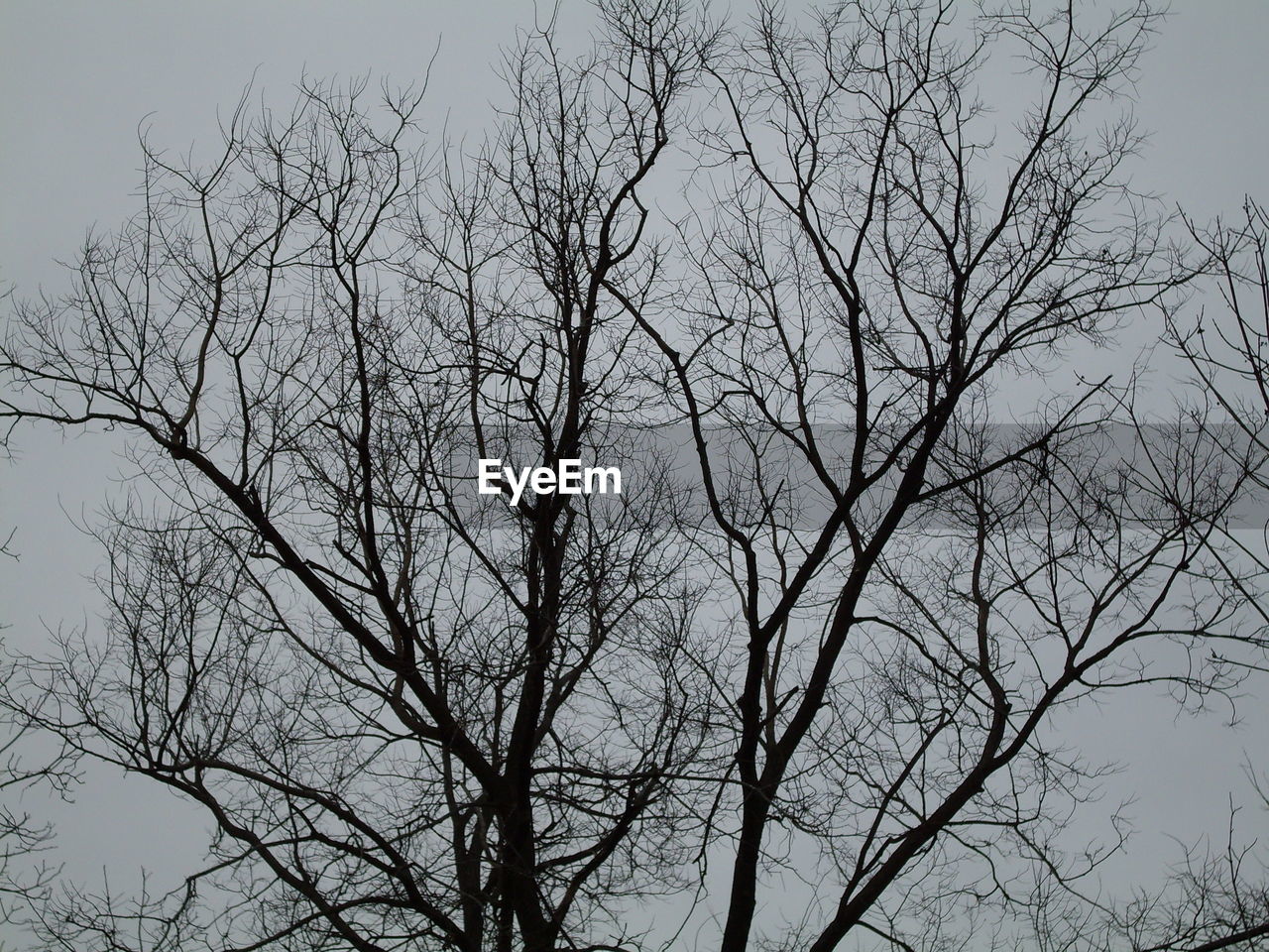 LOW ANGLE VIEW OF BARE TREES AGAINST THE SKY