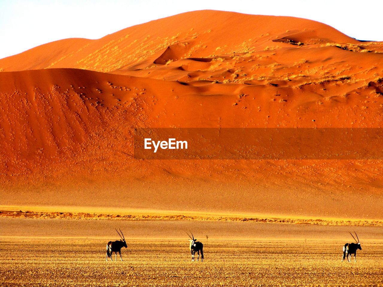 SCENIC VIEW OF SAND DUNES IN DESERT AGAINST SKY