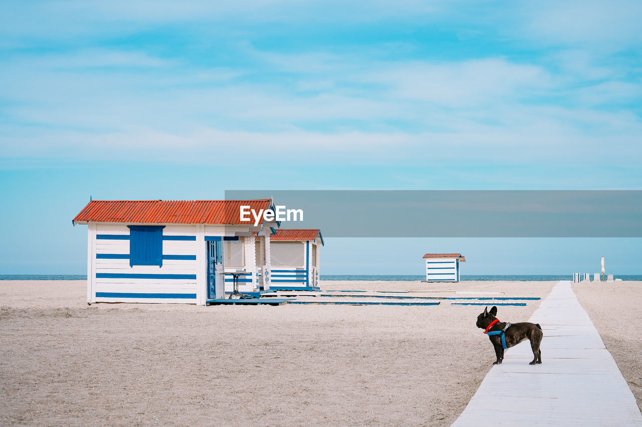 French bulldog dog looking at beach cabin by the sea