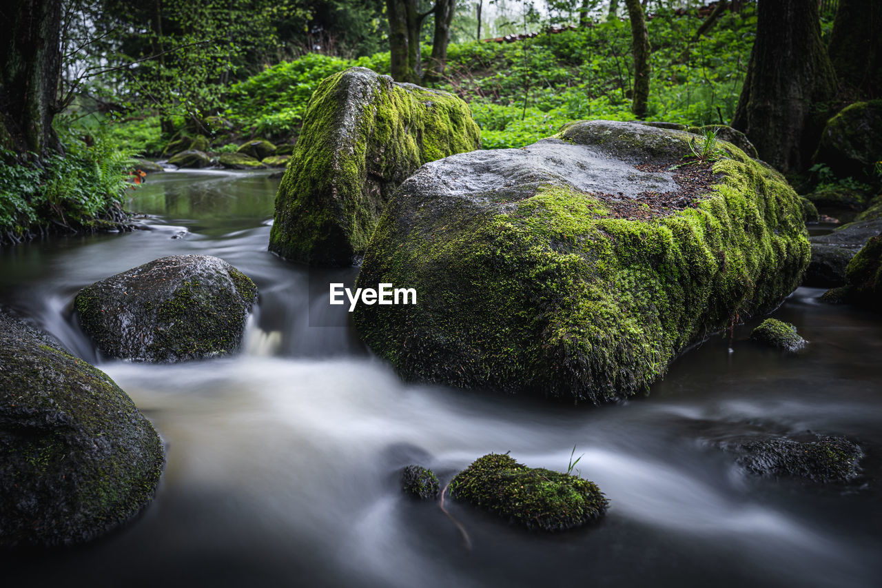 PLANTS GROWING ON ROCKS IN FOREST