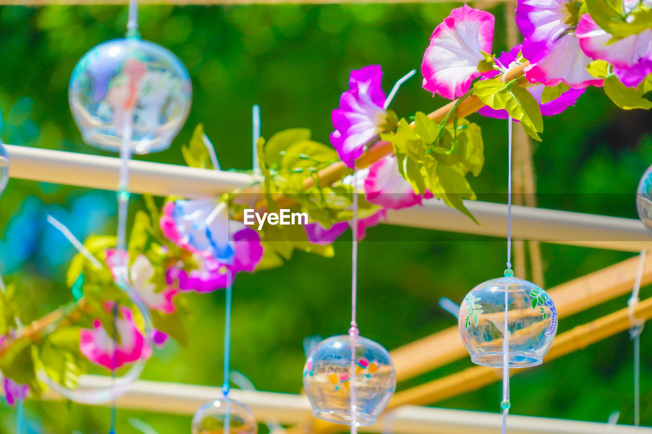 flower, flowering plant, plant, nature, decoration, no people, hanging, multi colored, freshness, beauty in nature, fragility, outdoors, glass, close-up, focus on foreground, celebration, day, selective focus, springtime, water