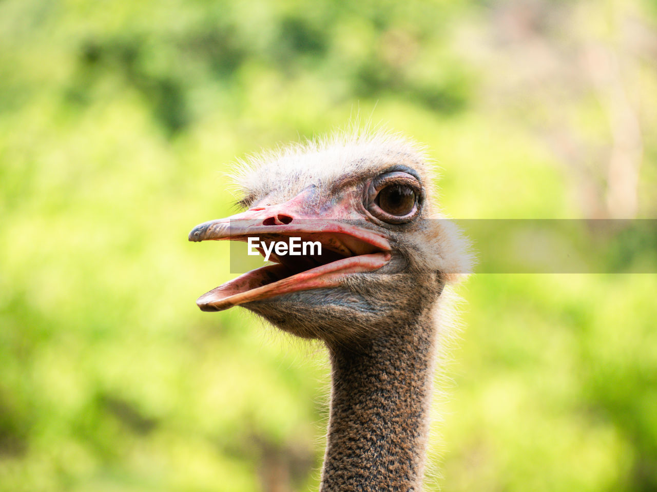 Close up ostrich head. wild birds portrait over blur green background.
