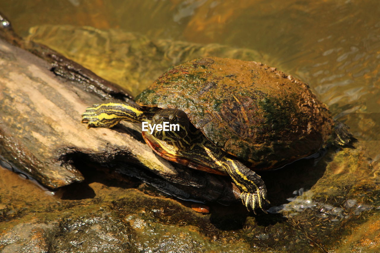 High angle view of turtle on rock by lake