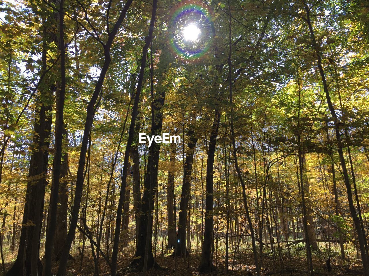 Trees growing in forest against bright sun