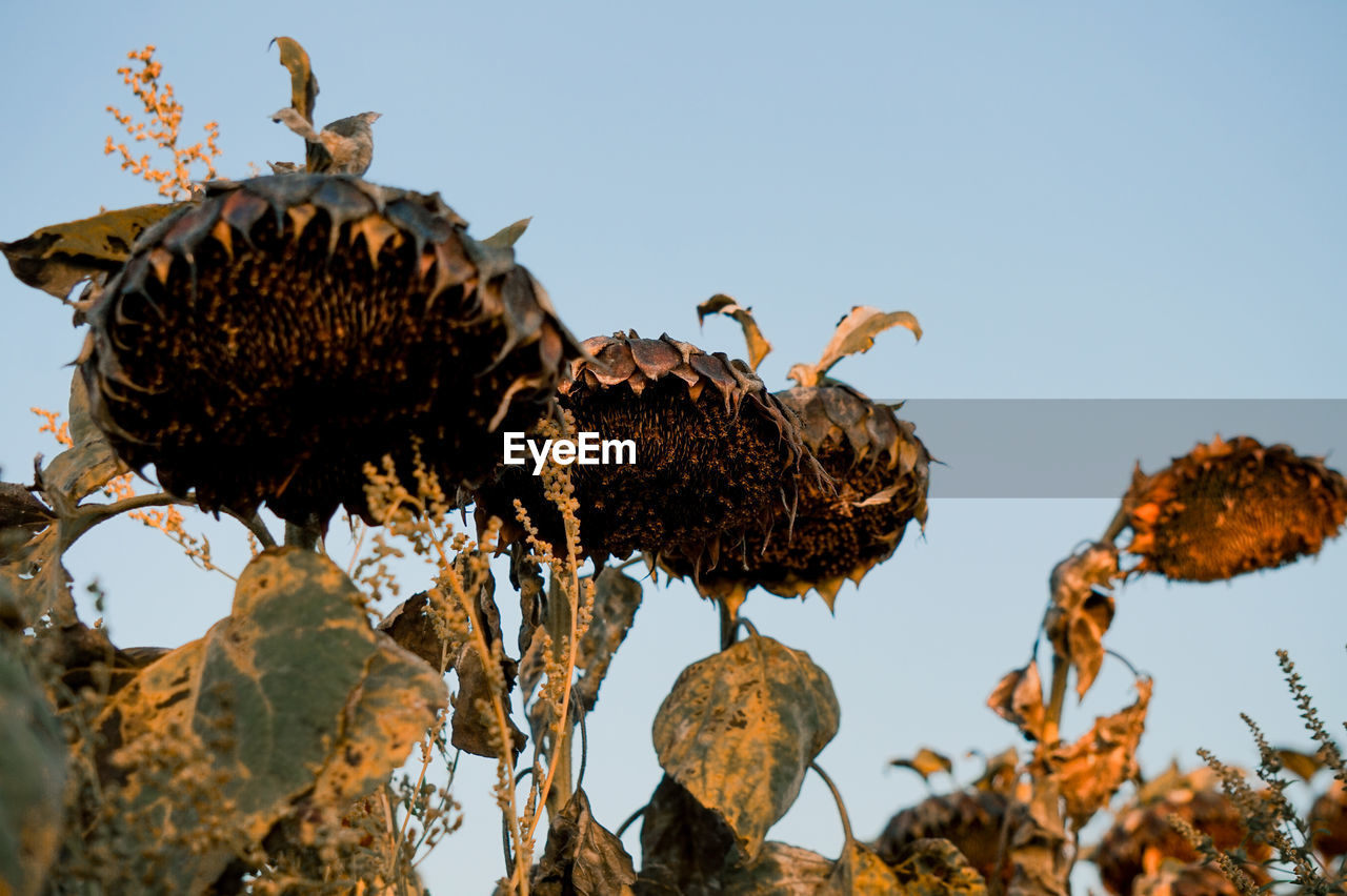 CLOSE-UP OF WILTED PLANTS AGAINST SKY