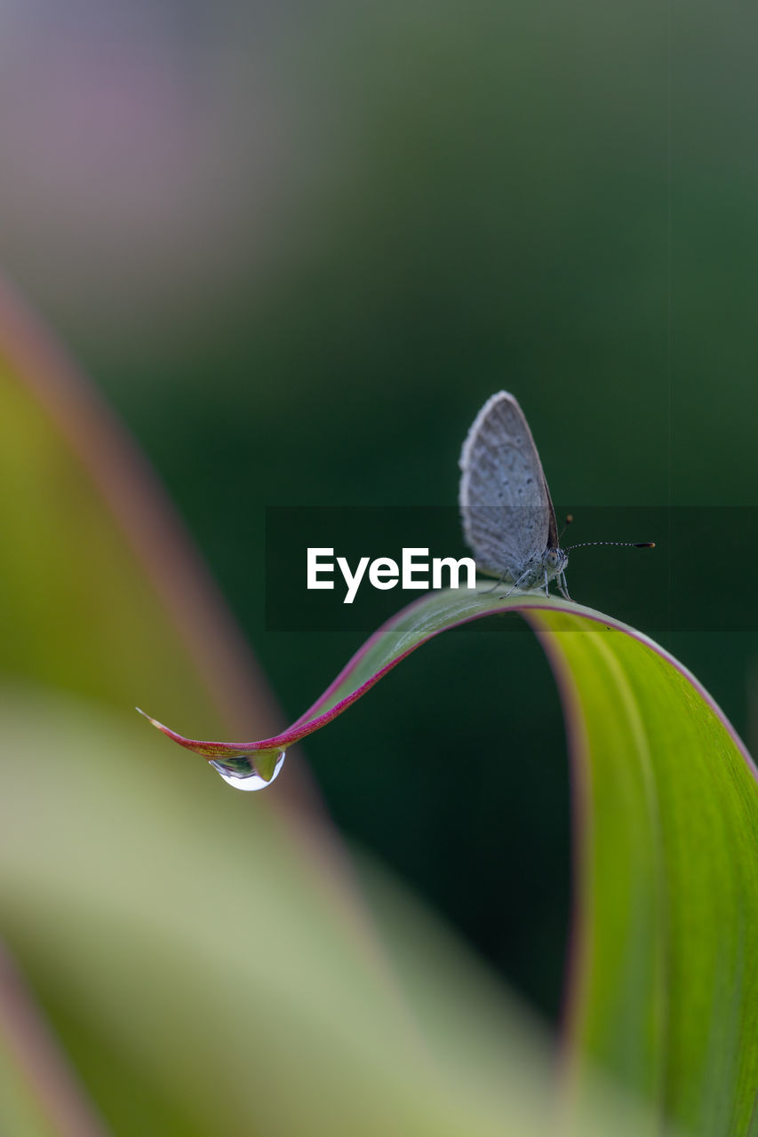 green, insect, animal themes, close-up, animal wildlife, beauty in nature, animal, plant, nature, leaf, one animal, macro photography, flower, plant part, fragility, wildlife, plant stem, no people, macro, yellow, butterfly, petal, selective focus, magnification, freshness, focus on foreground, animal wing, outdoors, grass, flowering plant, day, water, growth, animal body part, extreme close-up, environment, tranquility, drop