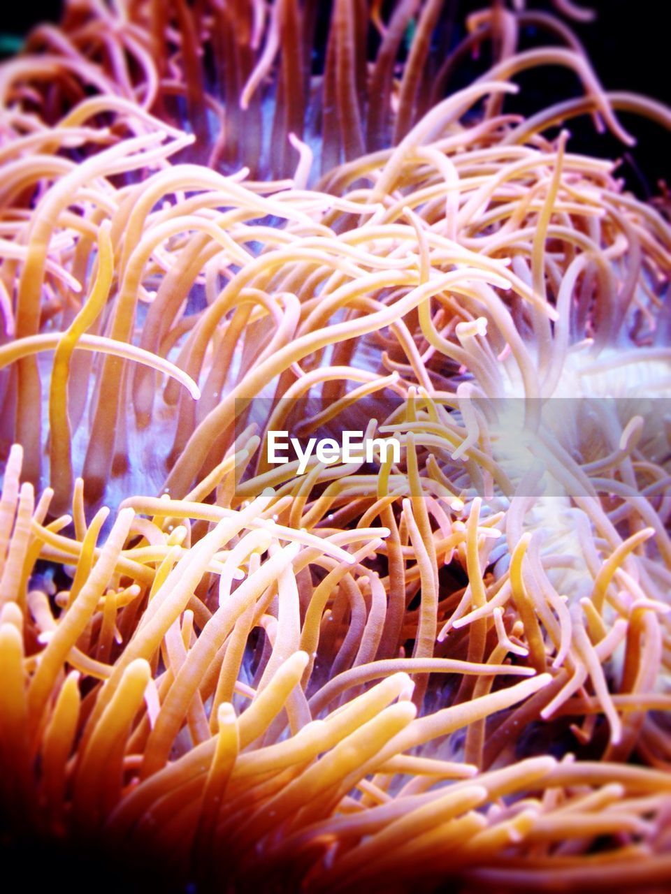 Underwater scene of coral reef