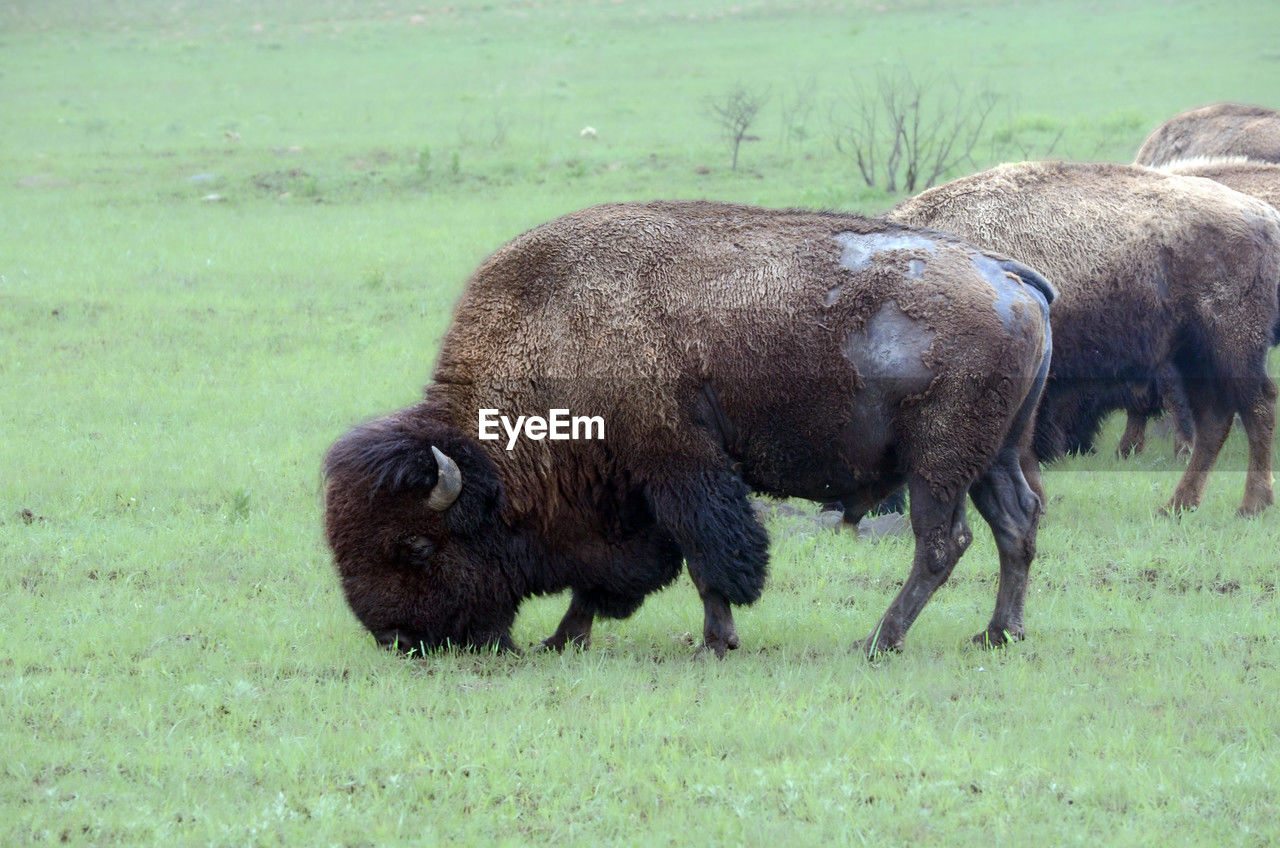 bison, animal themes, animal, mammal, animal wildlife, cattle, grass, wildlife, grazing, american bison, pasture, muskox, field, no people, plant, nature, livestock, domestic animals, land, group of animals, grassland, herd, day, plain, outdoors, green, agriculture, environment, landscape, bull
