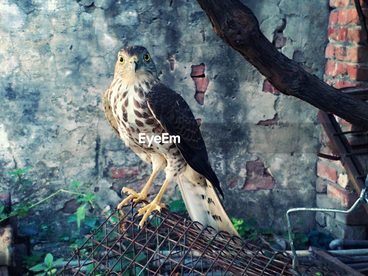 Close-up of owl perching on tree