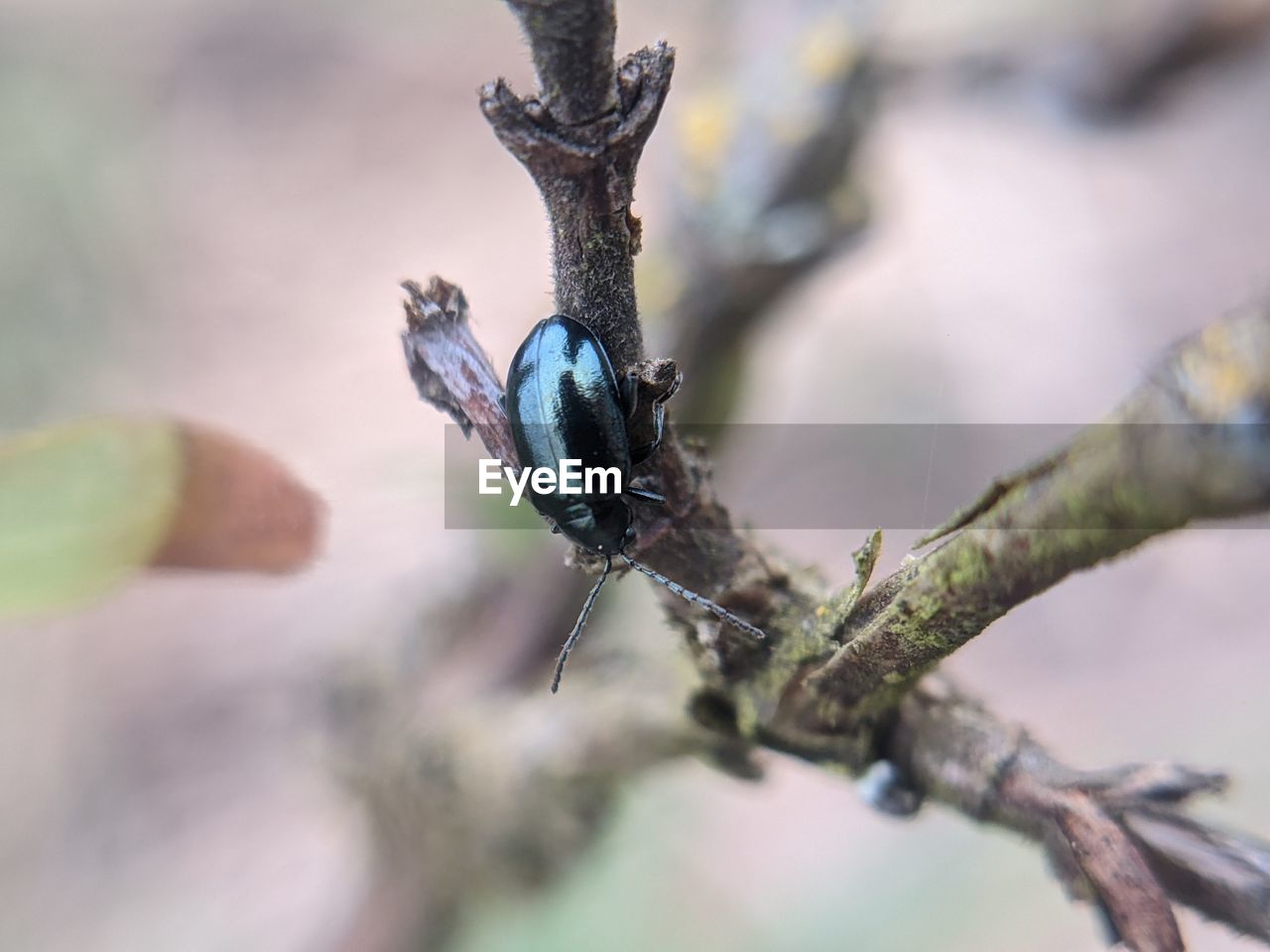 CLOSE-UP OF GRASSHOPPER ON TREE