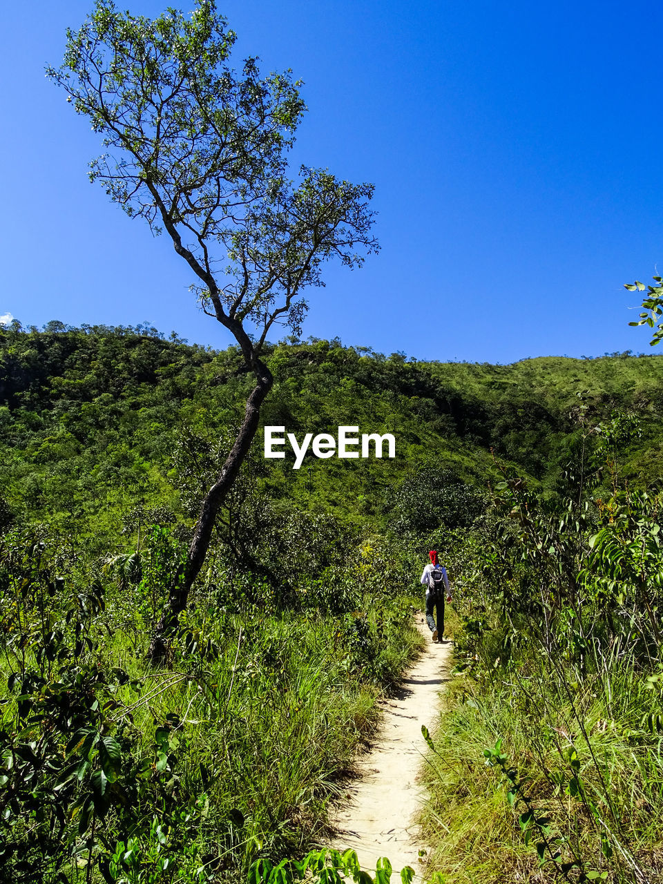 REAR VIEW OF MAN WALKING ON GREEN LANDSCAPE AGAINST BLUE SKY