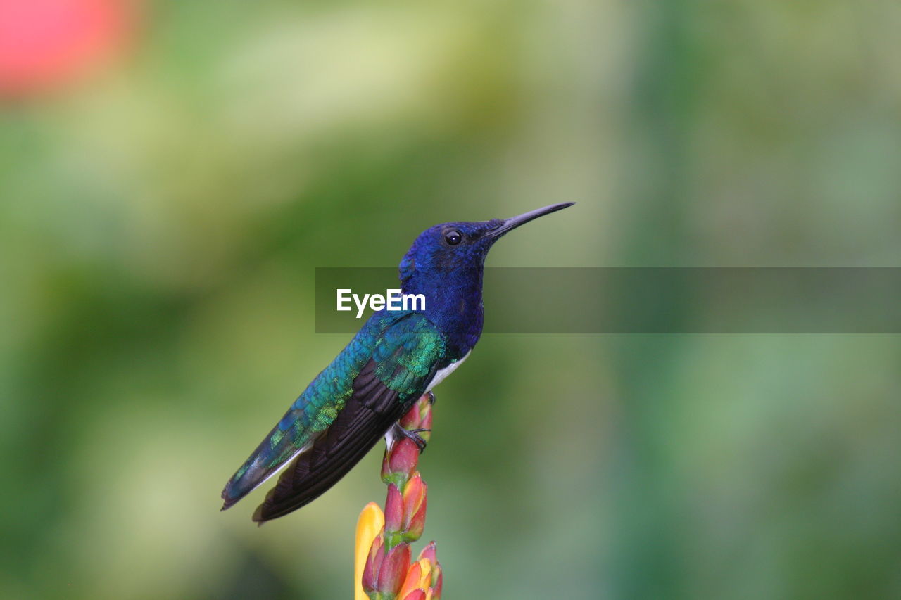 Close-up of bird perching outdoors