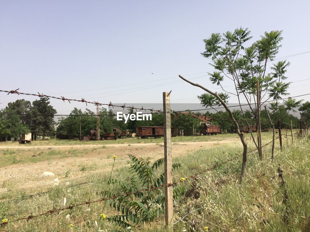 TREES ON FIELD