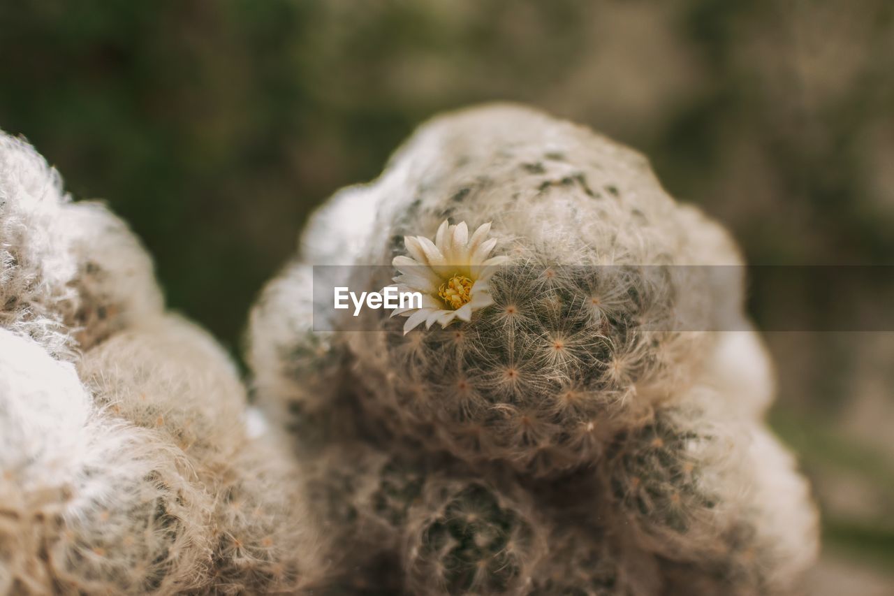 close-up of dry plant