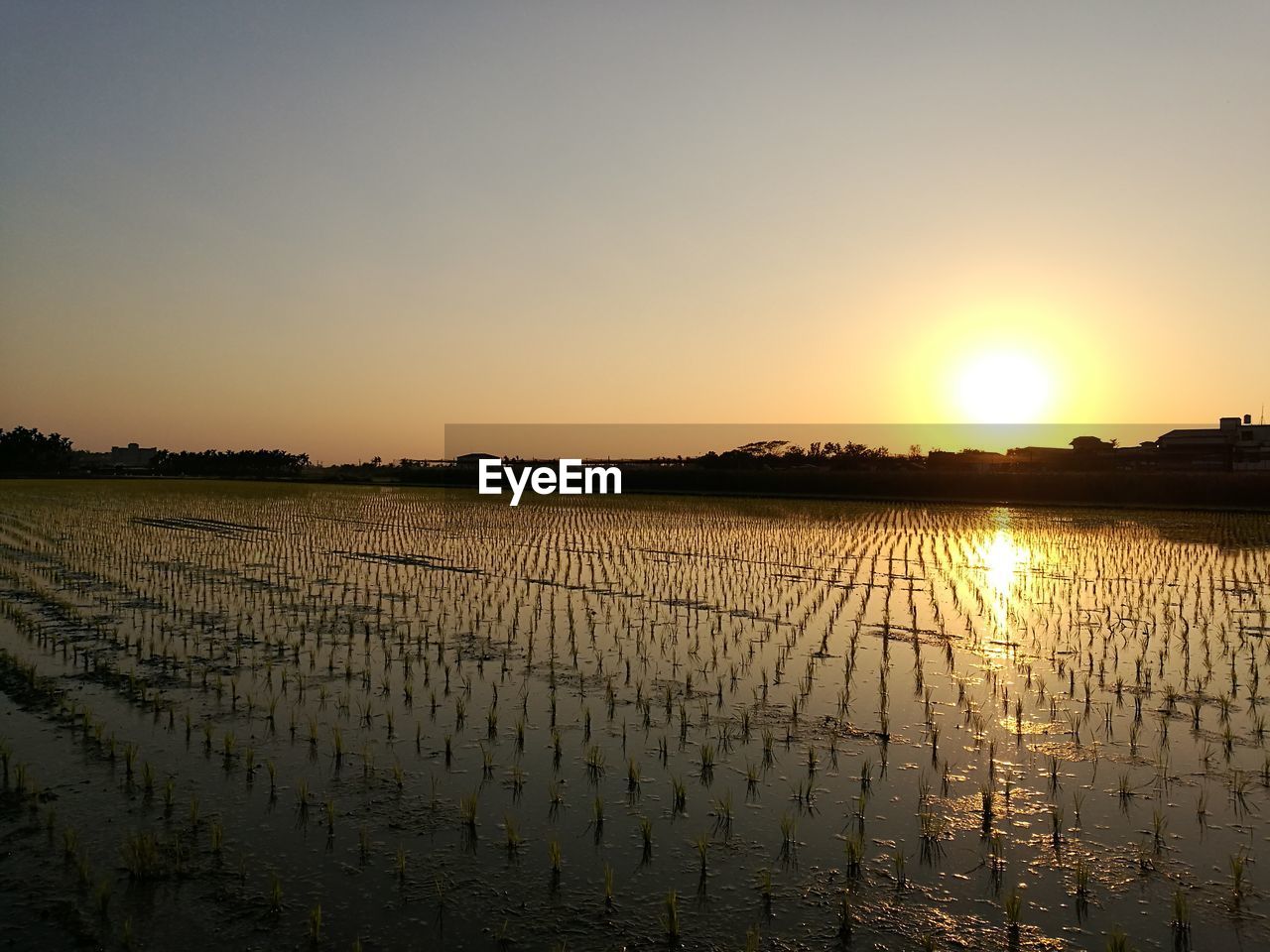 Scenic view of agricultural field against clear sky during sunset