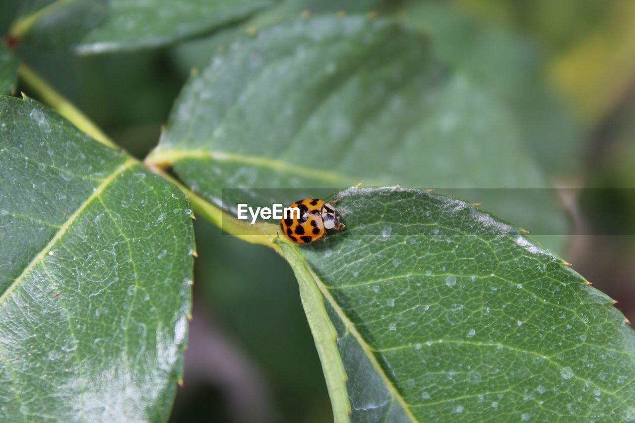 INSECT ON LEAF