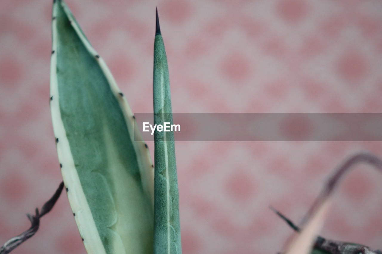 CLOSE-UP OF SUCCULENT PLANT IN ROW