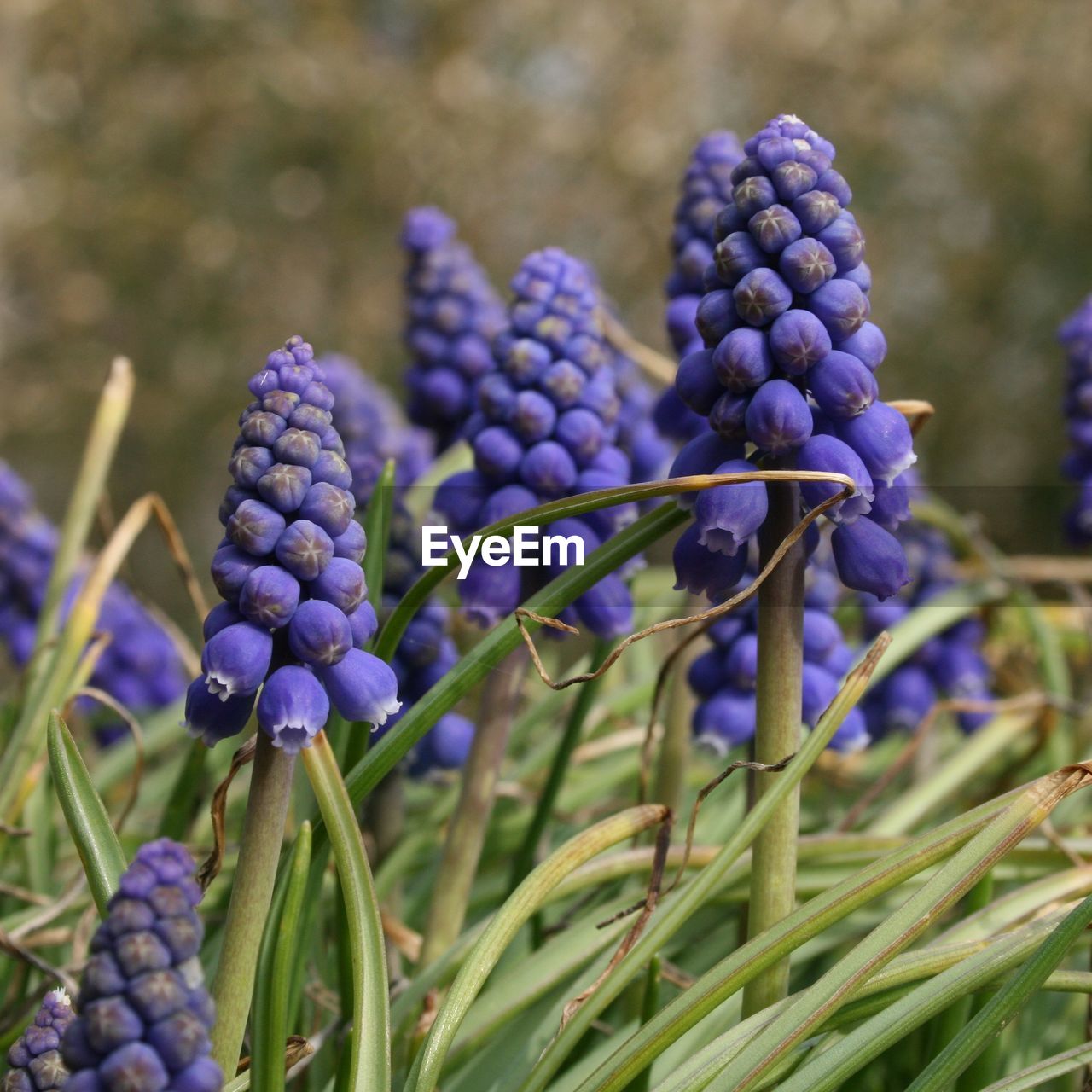 Close-up of purple flowers