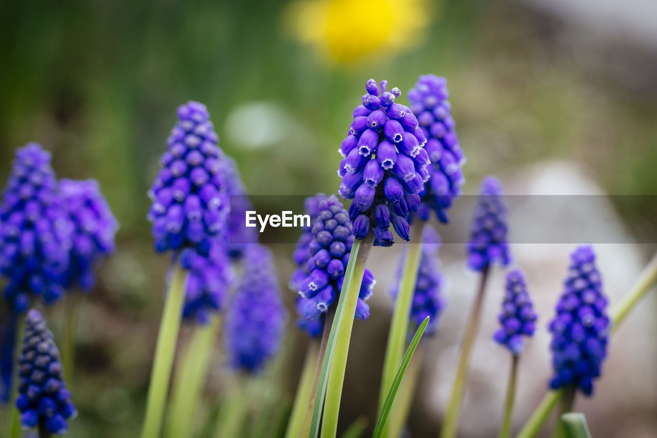 Close-up of purple flowers growing on field