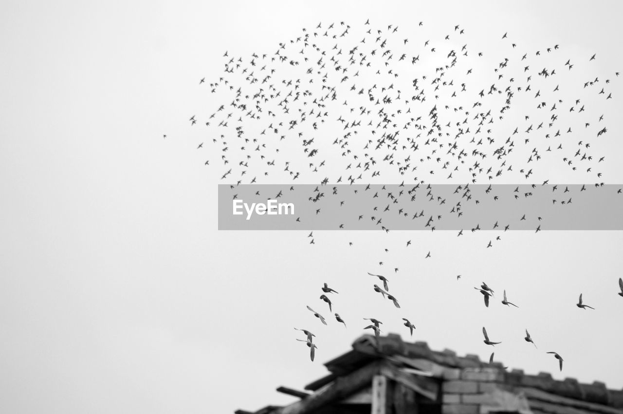 BIRDS FLYING AGAINST CLEAR SKY