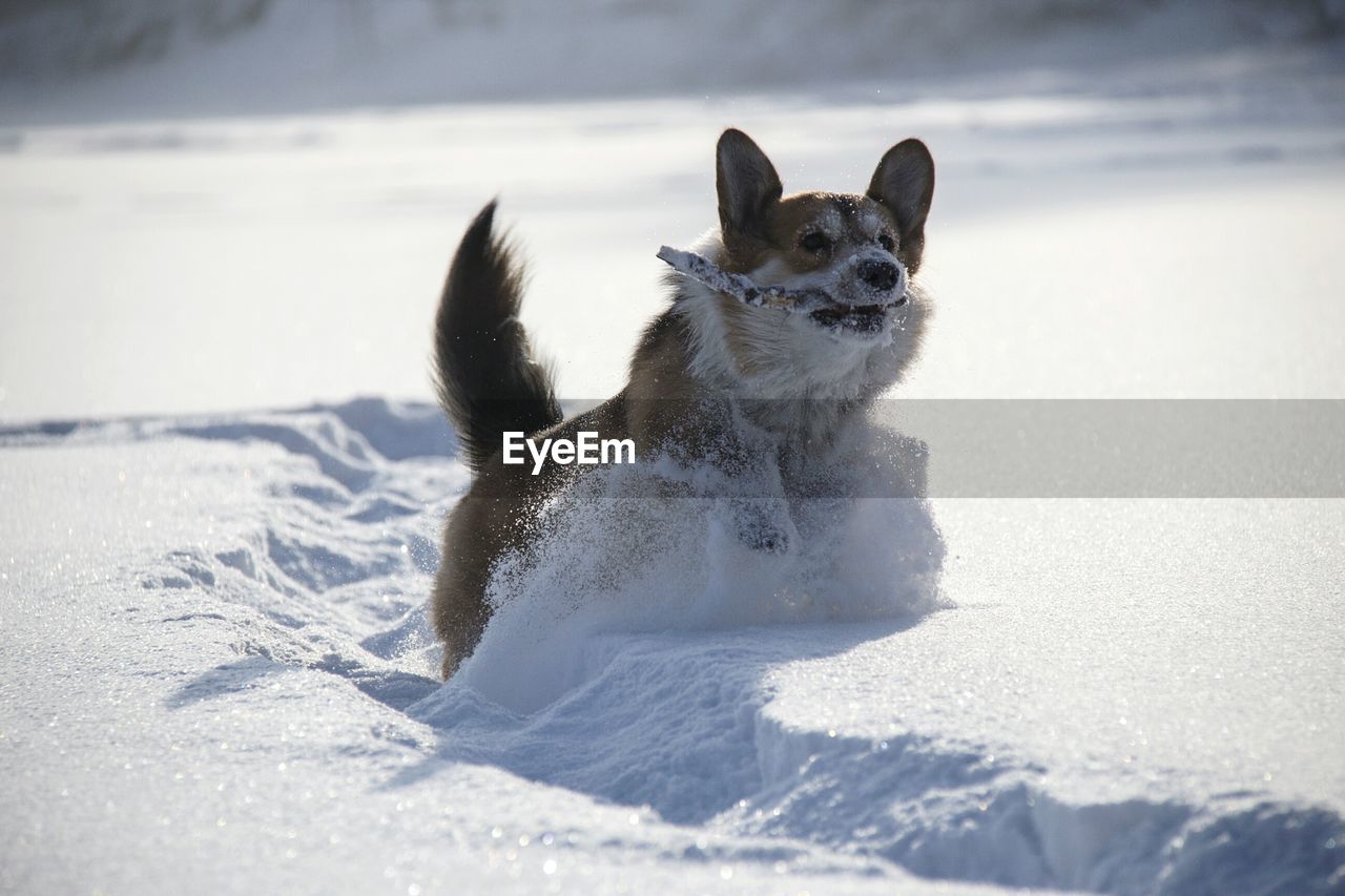 DOG ON SNOW COVERED LANDSCAPE