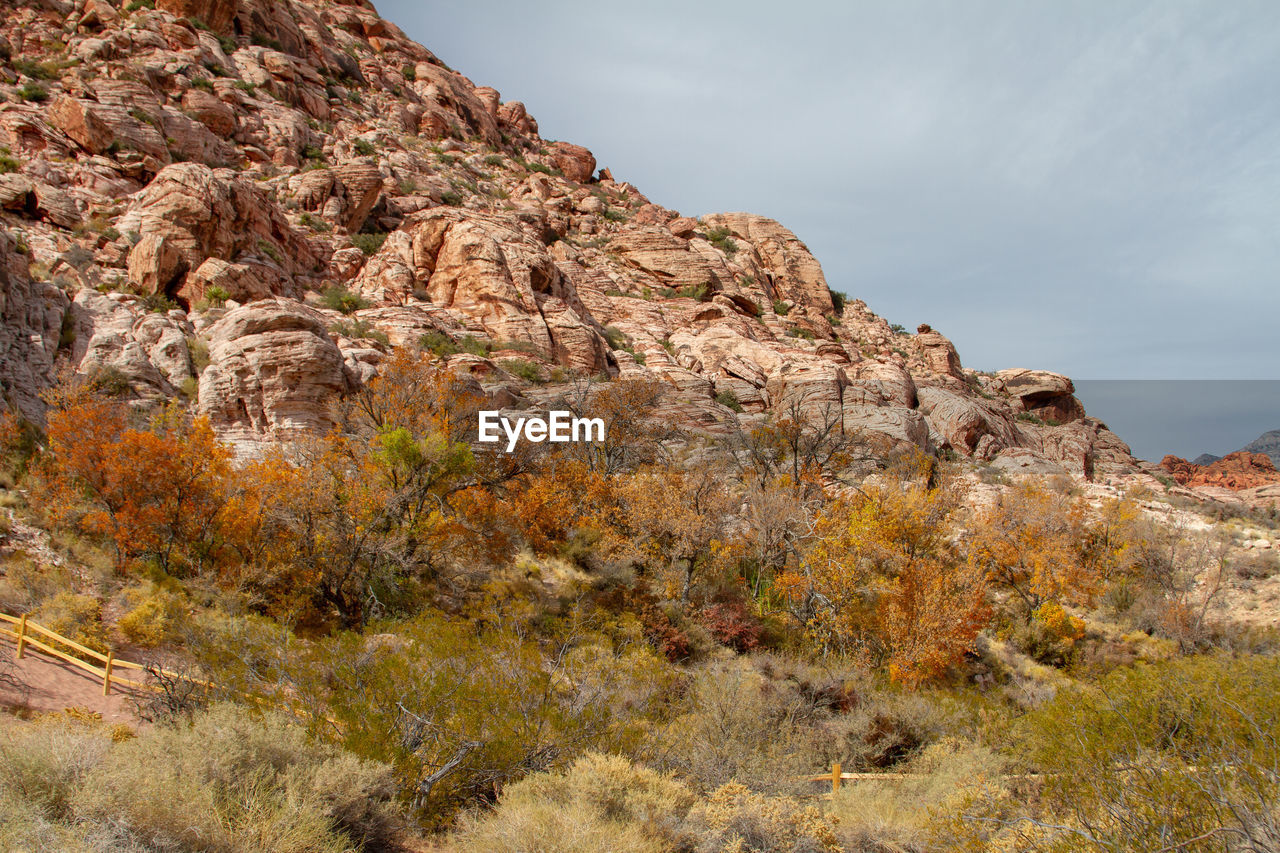 Rock formations in sunlight, orange autumn cottonwood trees. red rock canyon, nevada 