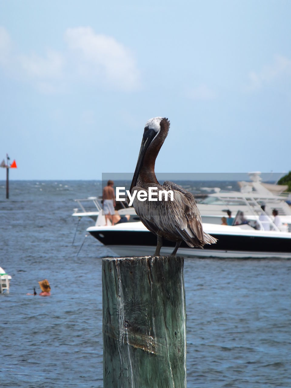 CLOSE-UP OF BIRD PERCHING ON WOODEN POST IN SEA AGAINST SKY