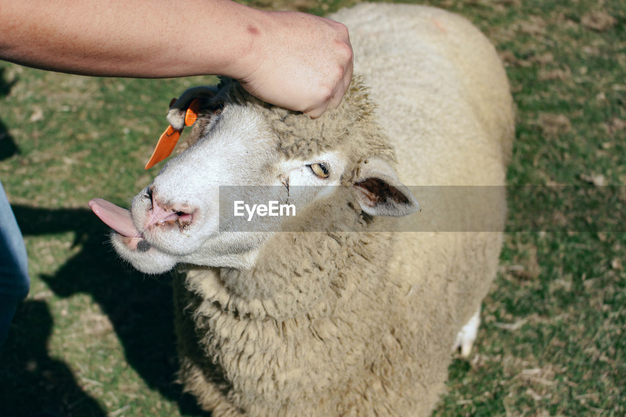 animal themes, mammal, animal, sheep, domestic animals, pet, livestock, one animal, hand, agriculture, one person, nature, grass, day, eating, plant, food, focus on foreground, outdoors, feeding, close-up, field, sunlight, animal wildlife, lamb, animal body part, herbivorous, farm, high angle view