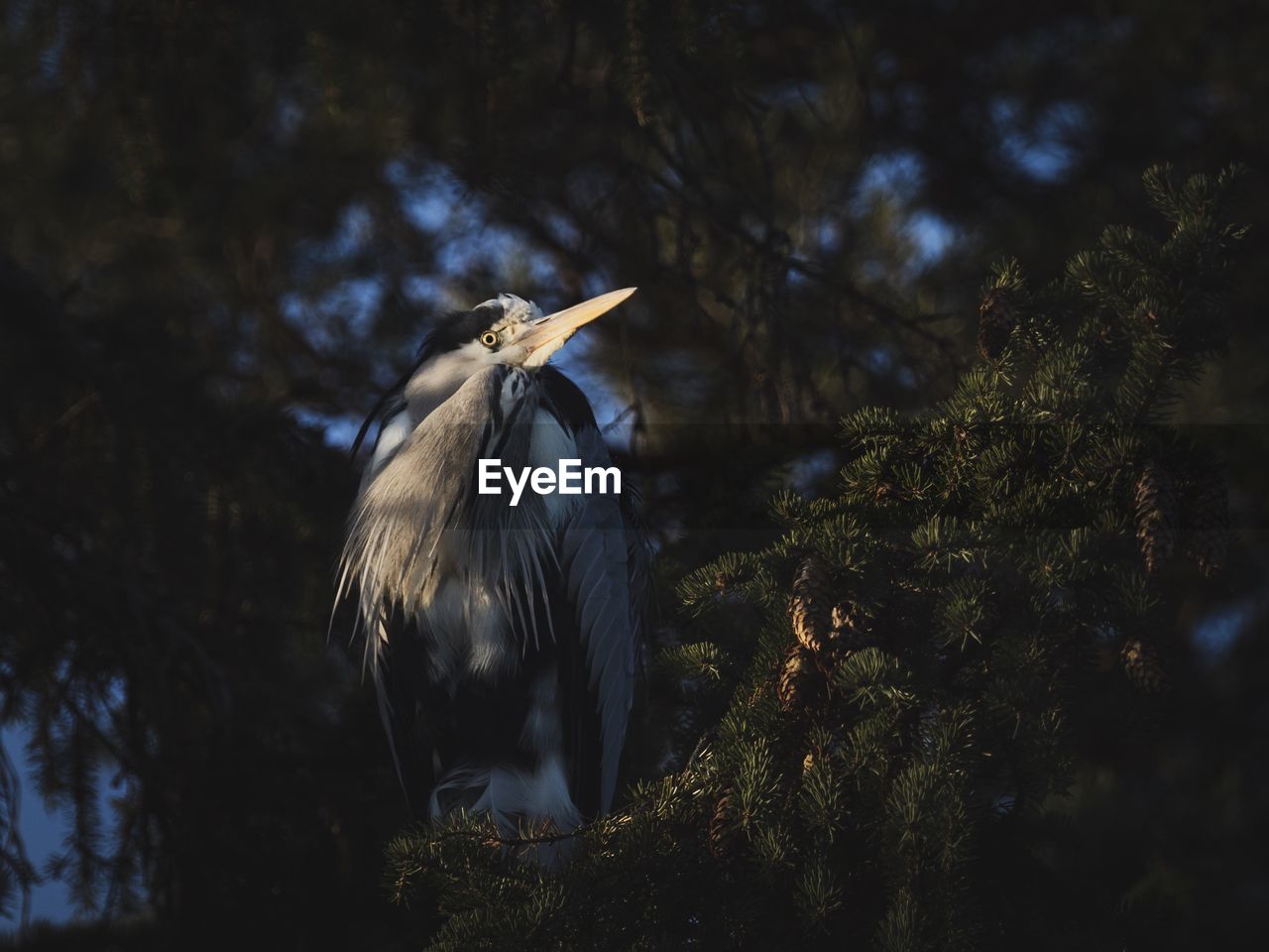 High angle view of gray heron perching on tree