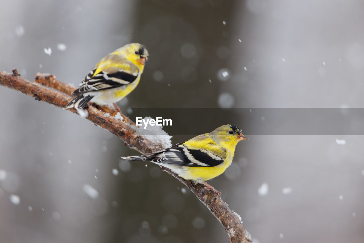 Two american goldfinches in the snow