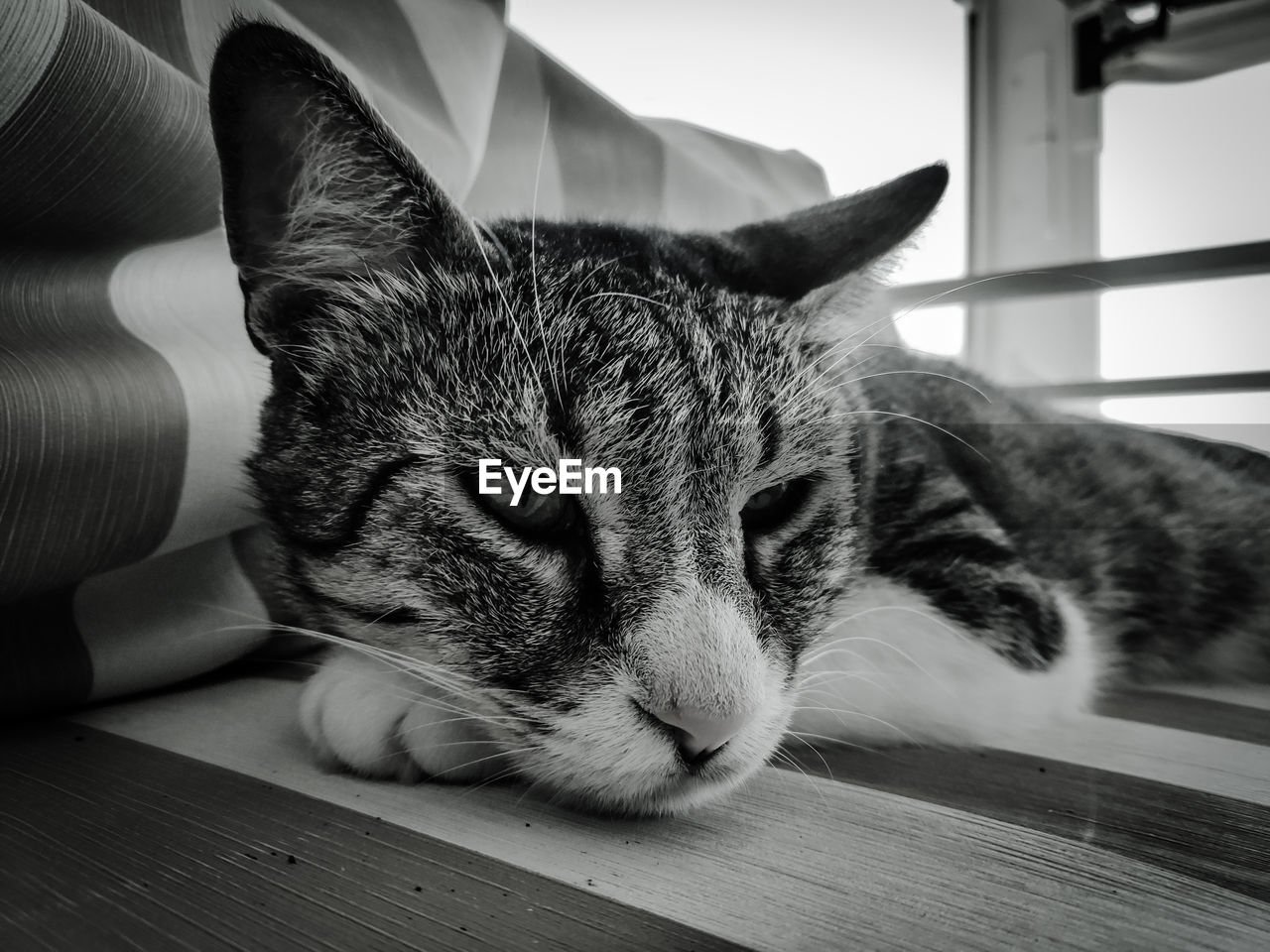 CLOSE-UP OF A CAT LYING ON THE FLOOR