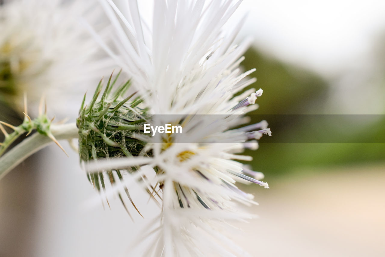 Close-up of white dandelion flower