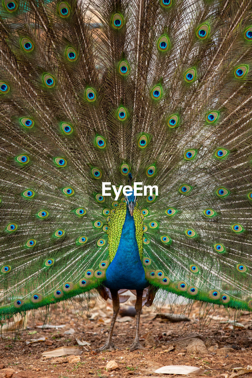 VIEW OF A PEACOCK ON FIELD