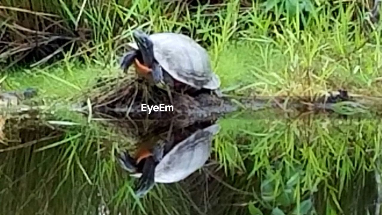 VIEW OF BIRDS ON GRASS