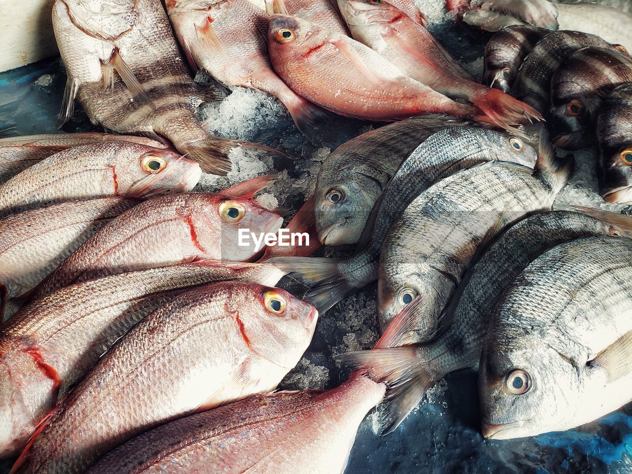 Full frame shot of fish for sale at market