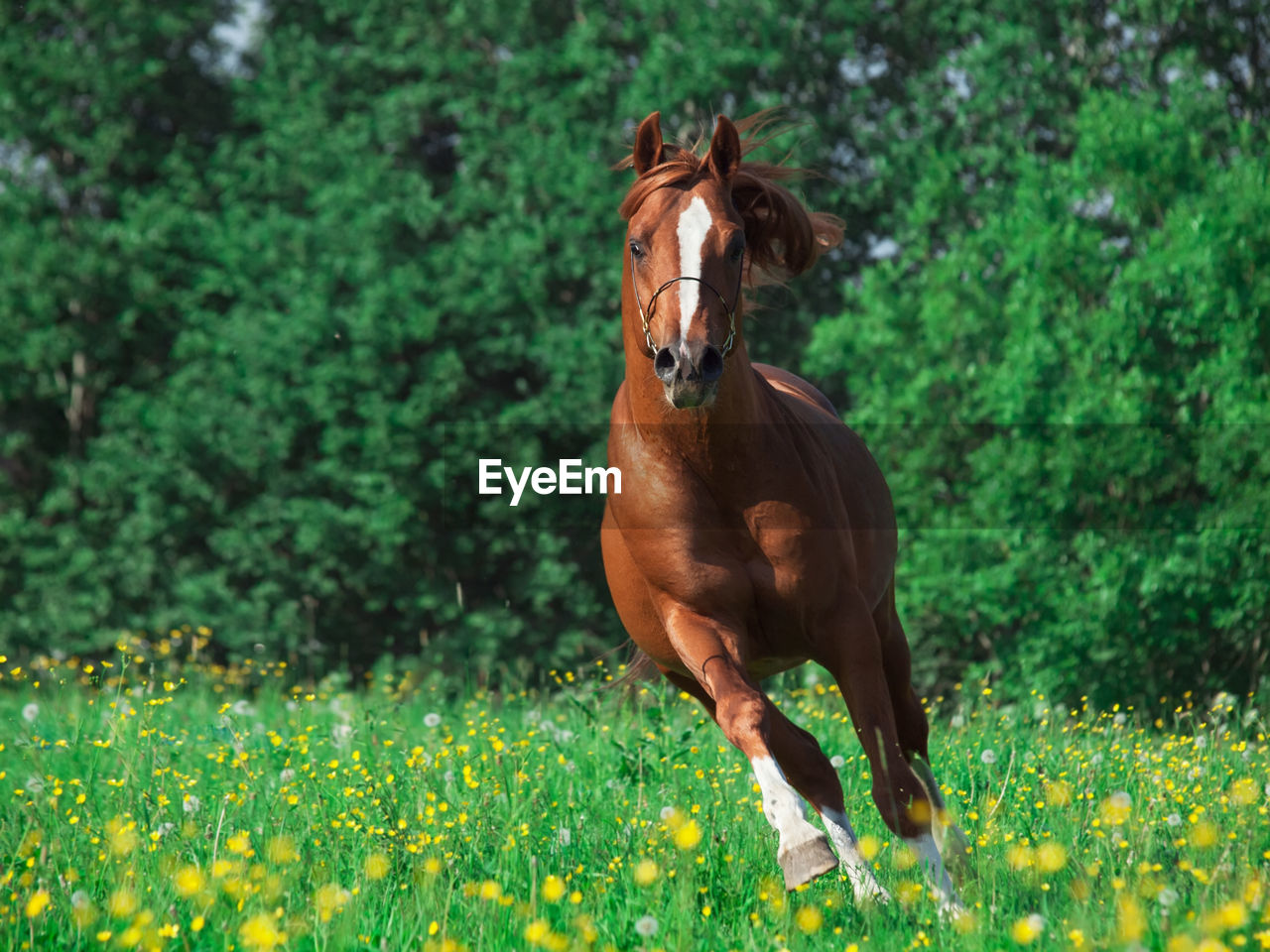 Horse running on field