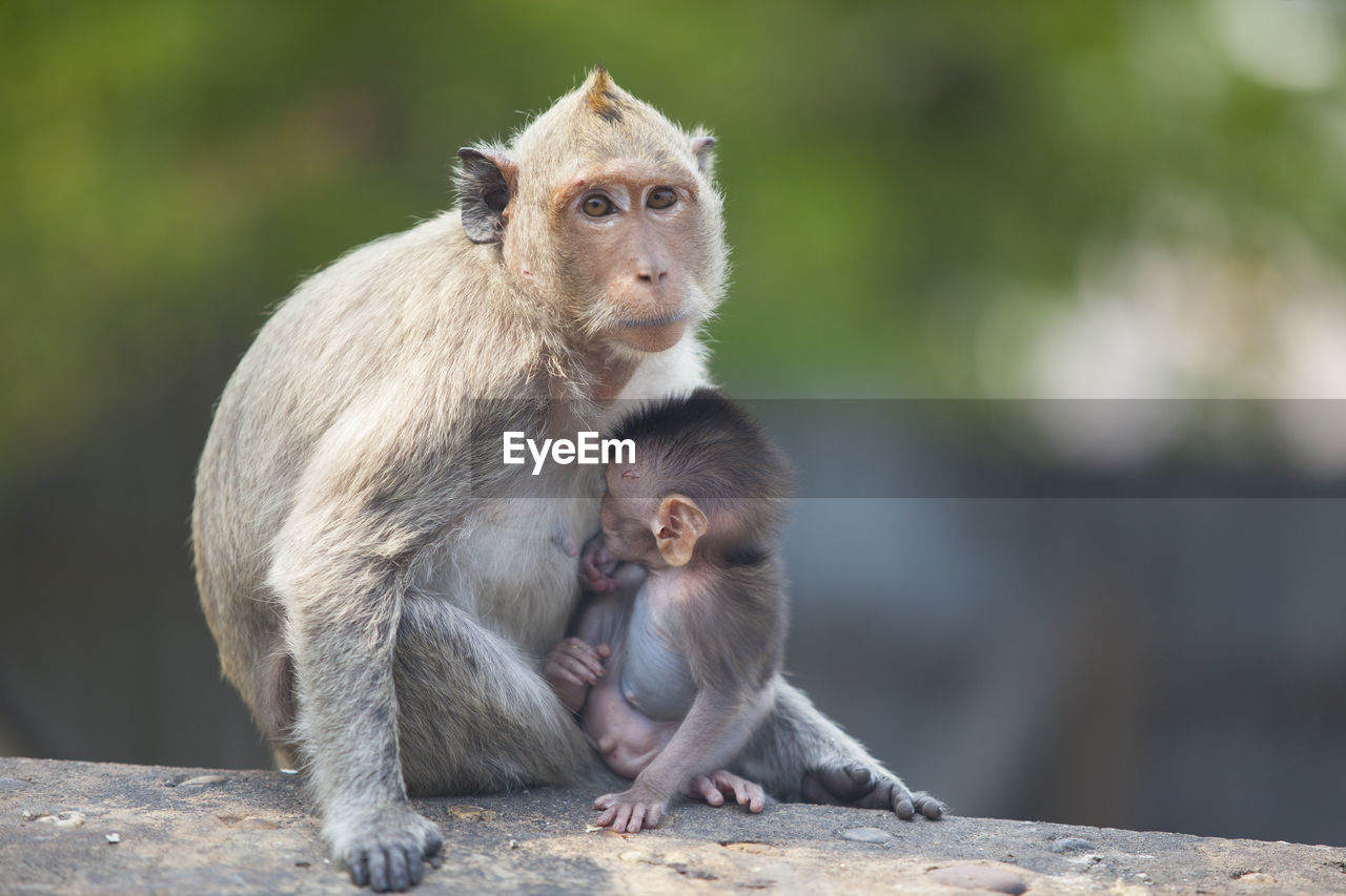 Portrait of monkey with infant on wood