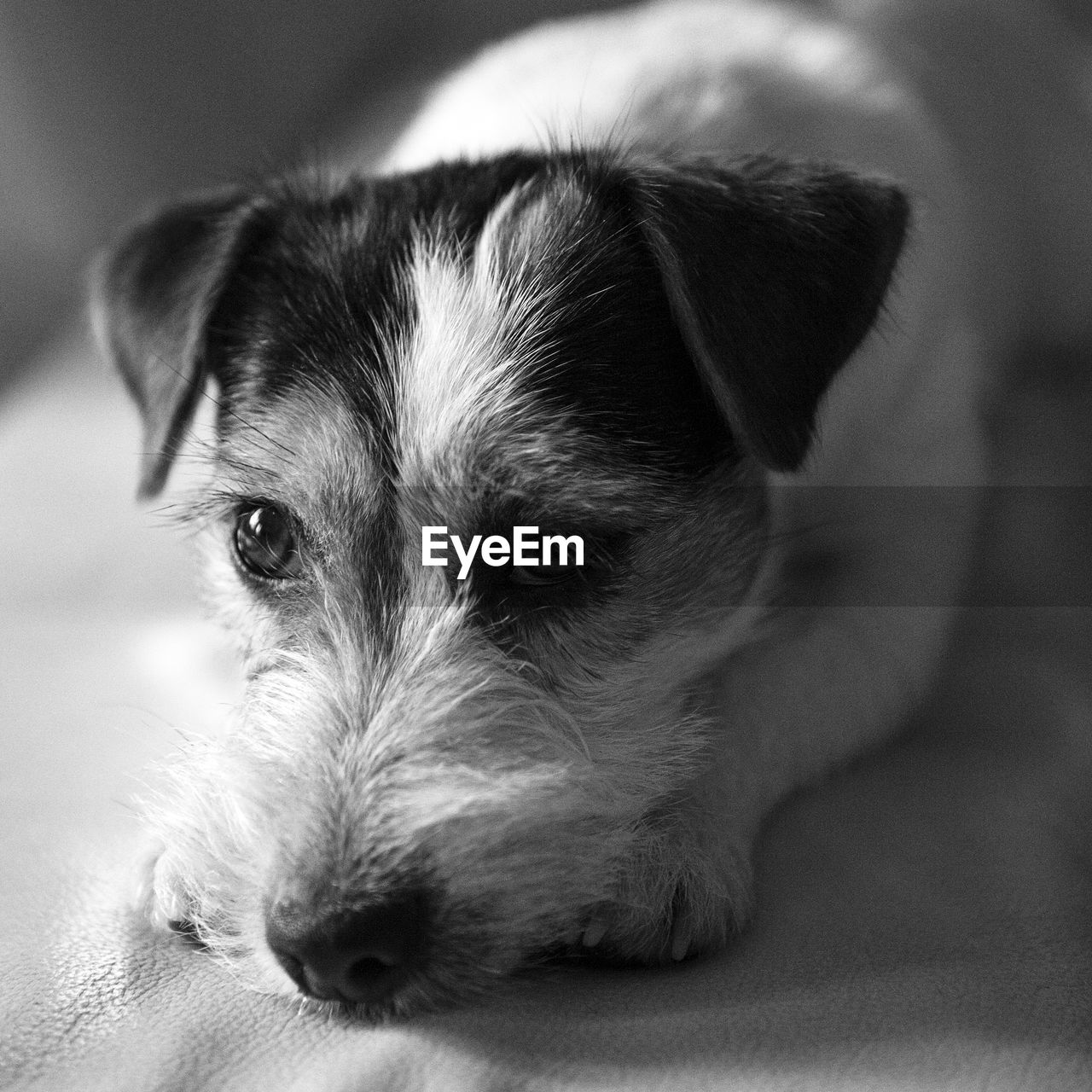 Close-up portrait of dog relaxing at home