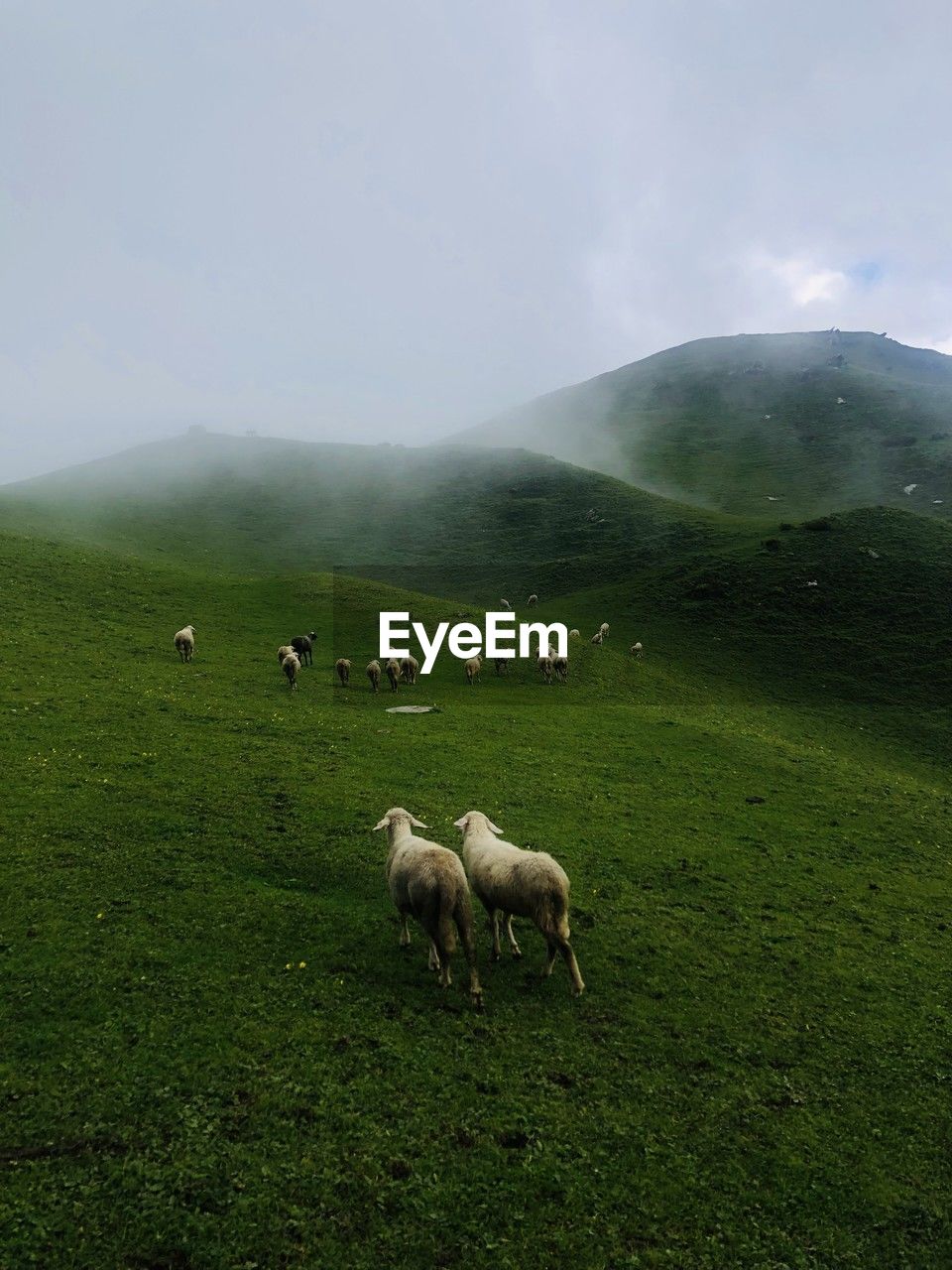 sheep grazing on field