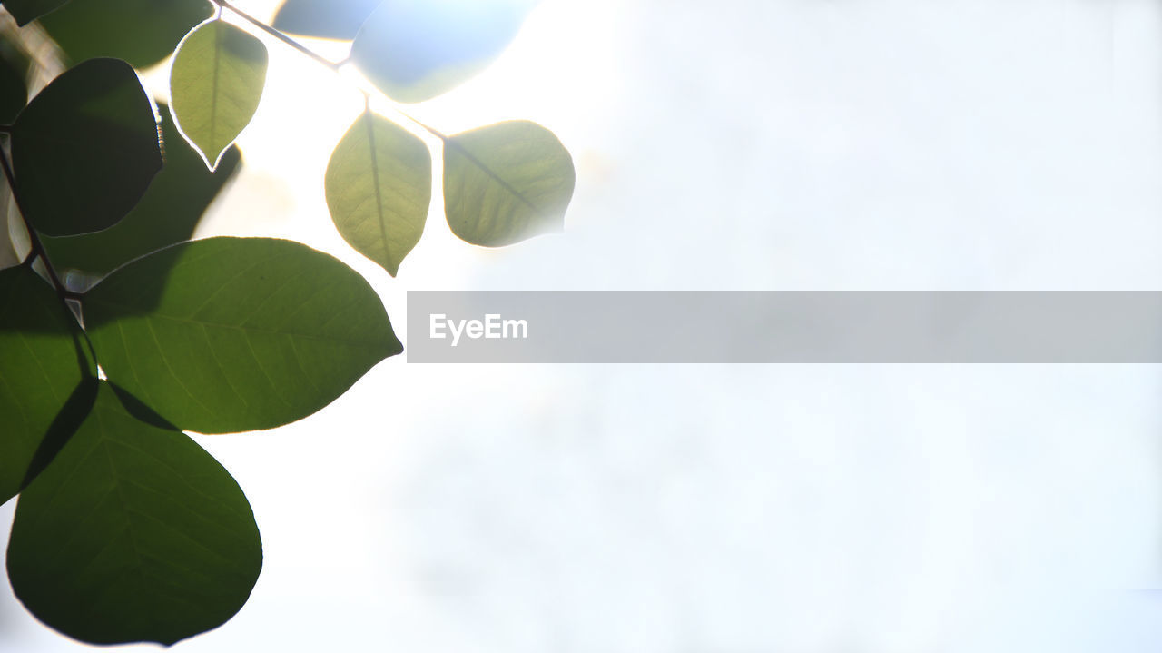 Low angle view of leaves against sky