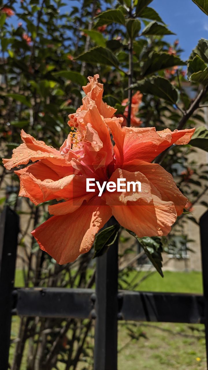 CLOSE-UP OF ORANGE FLOWER PLANT