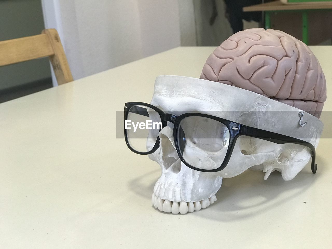 Close-up of eyeglasses on human skull with brain on table