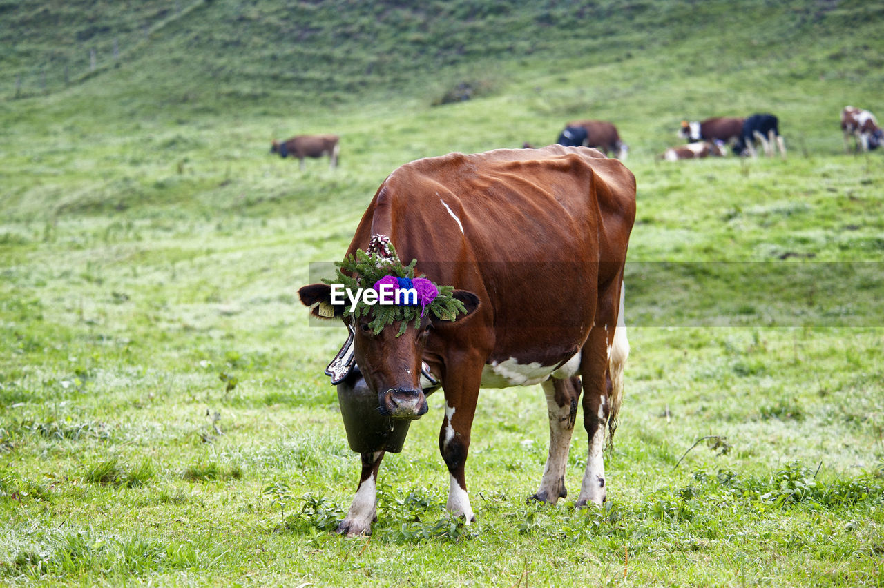 COWS ON A FIELD